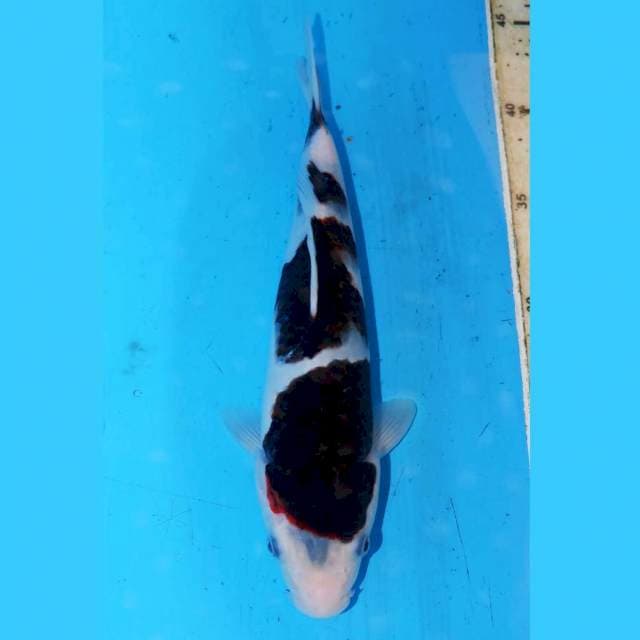27cm BUDO KOROMO