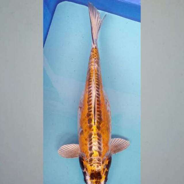 Semox 43 cm