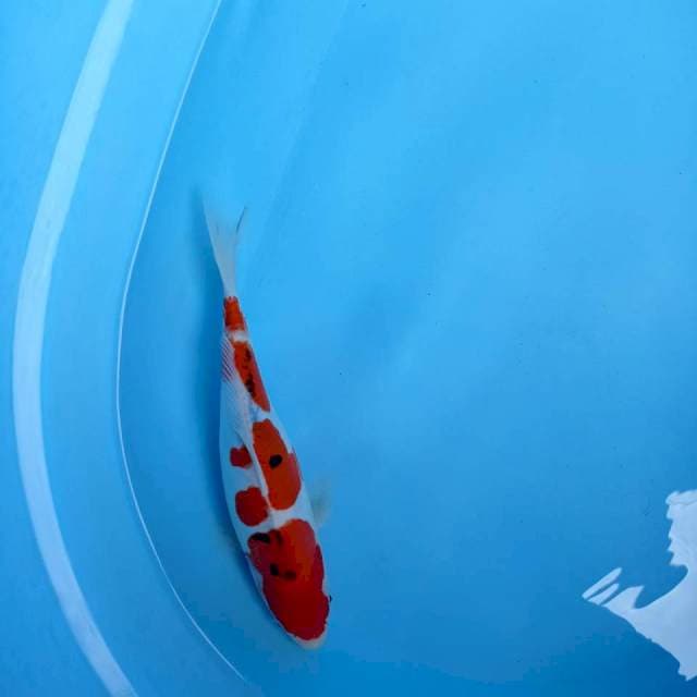 Sanke Doit, 30 cm