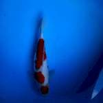 Tancho Kohaku 31 cm