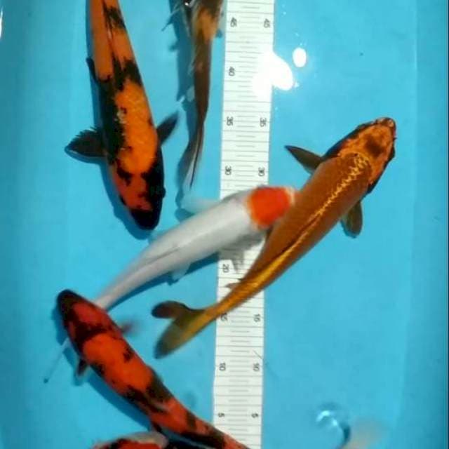 32-37cm 6 ekor