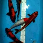 32-37cm 6 ekor