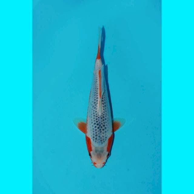 Show quality asagi f1 damiri layar merah  25cm