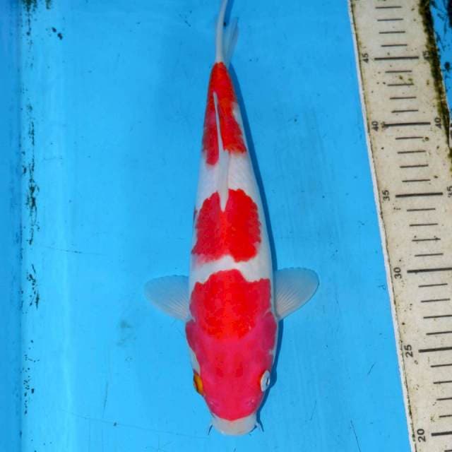 KOHAKU