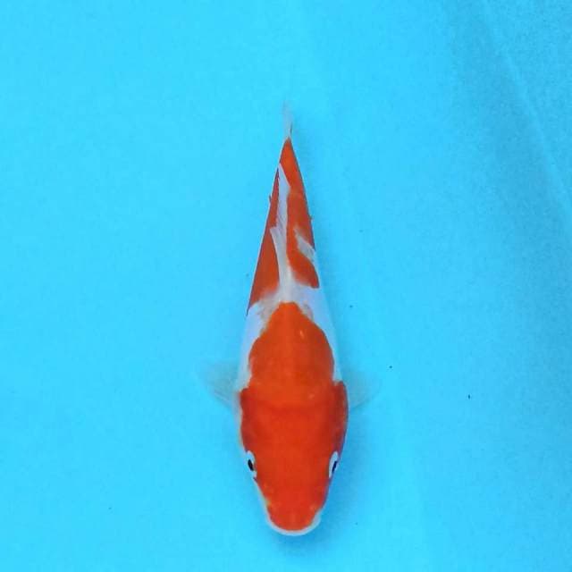 Kohaku Doitsu 16cm