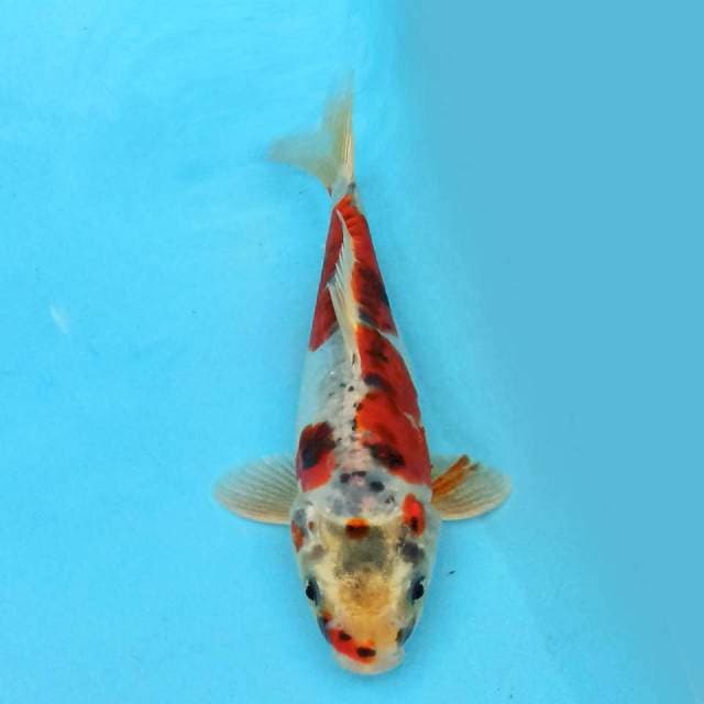 Kujaku 19cm