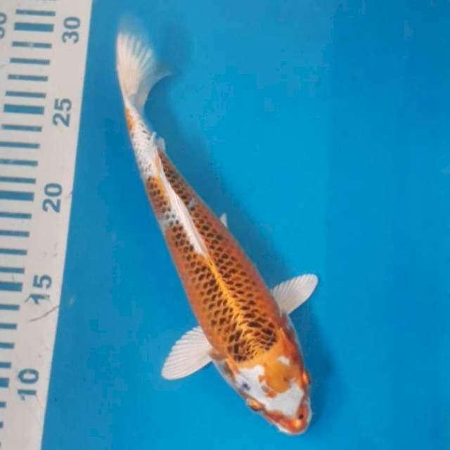 Kujaku 25 cm