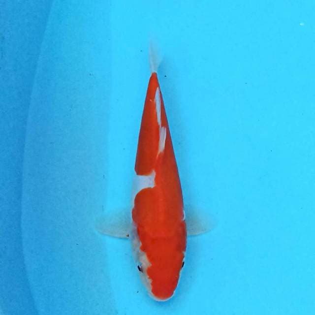 Doitsu Kohaku 19 cm