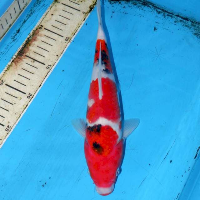 SEKIRU SANKE