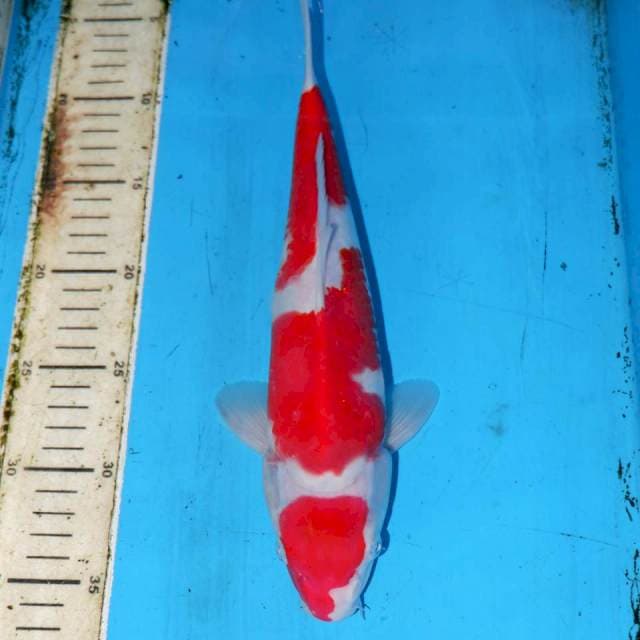 ULTIMATE MARUTEN KOHAKU 32cm
