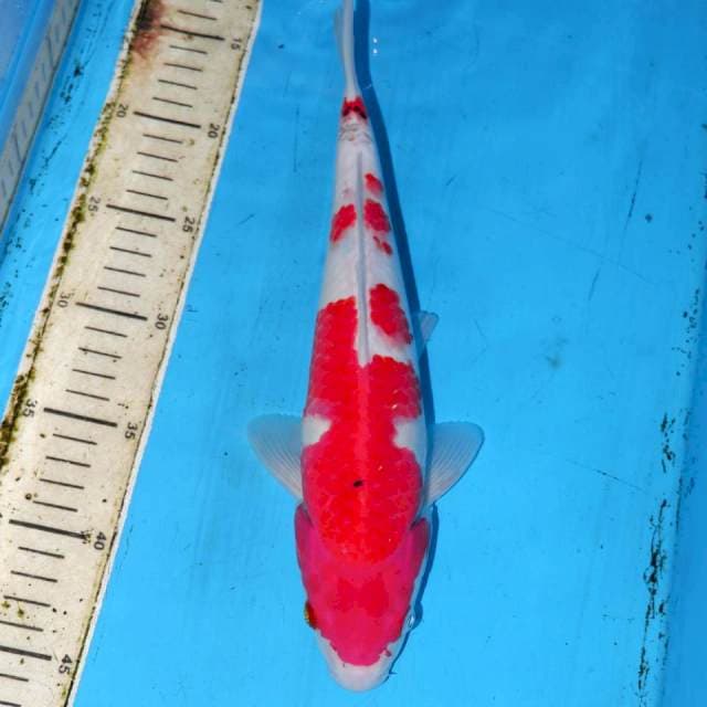 TOSHIME KOHAKU 31cm