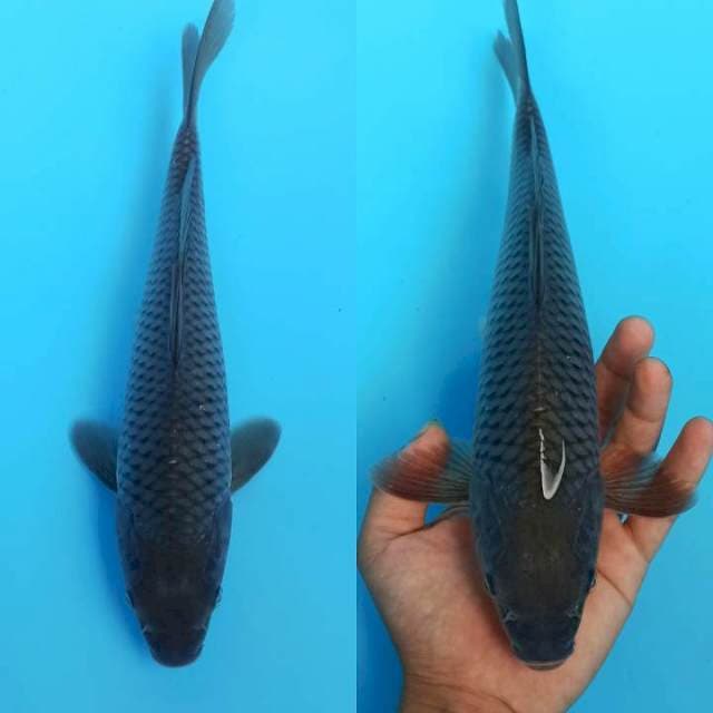 DarkGrey Soragoi 29cm
