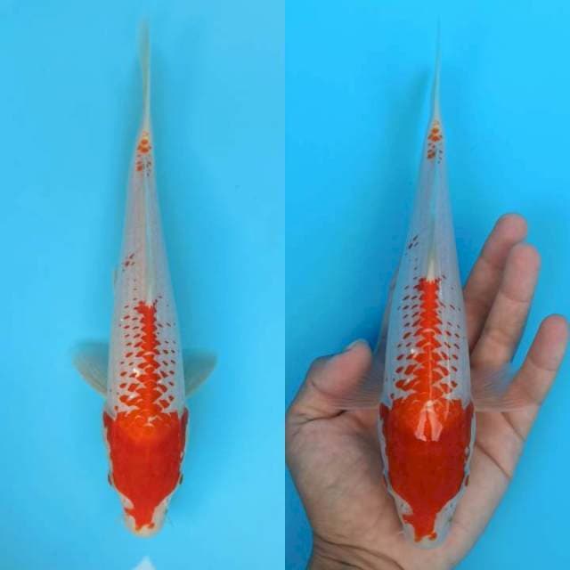 Kanoko Kohaku 25cm