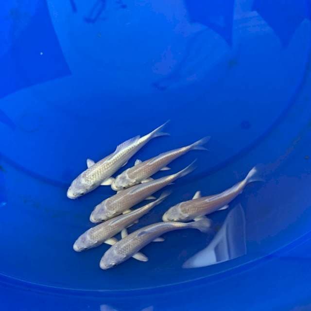1 PLATINUM IMPORT MARUDO