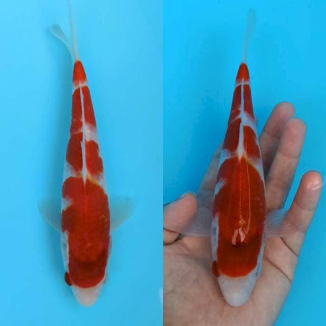 Ai Koromo 20cm