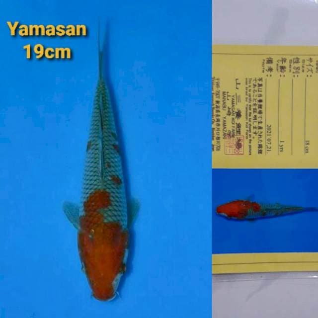 Yamasan Ochiba Certi