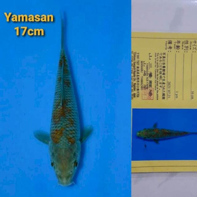 Yamasan Ochiba Certi