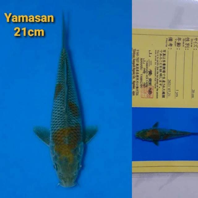 Yamasan Ochiba Certi