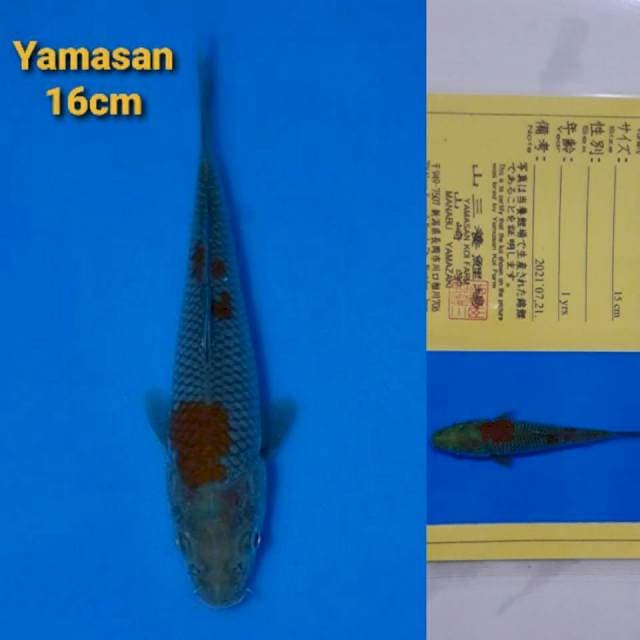Yamasan Ochiba Certi