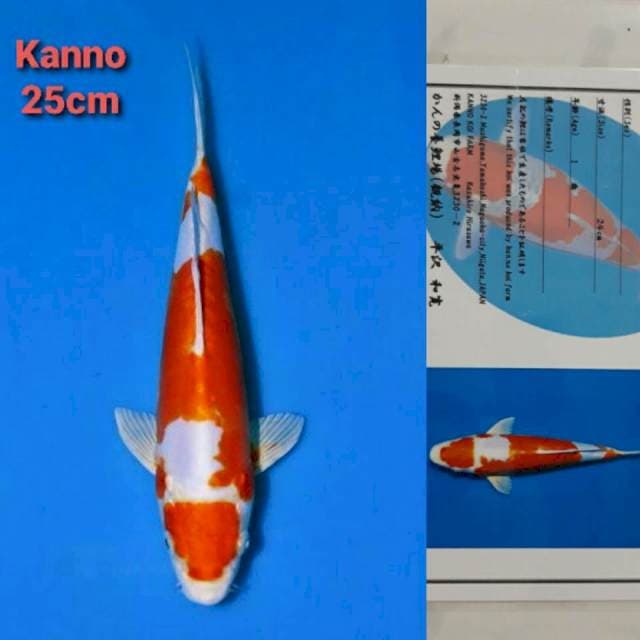 Kanno Kikushui Certi
