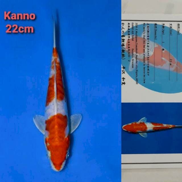 Kanno Kikushui Certi