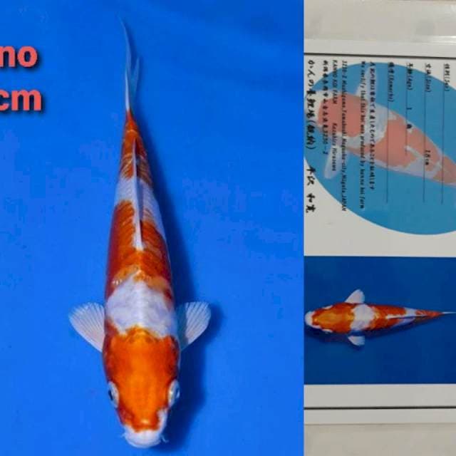 Kanno Kikushui Certi