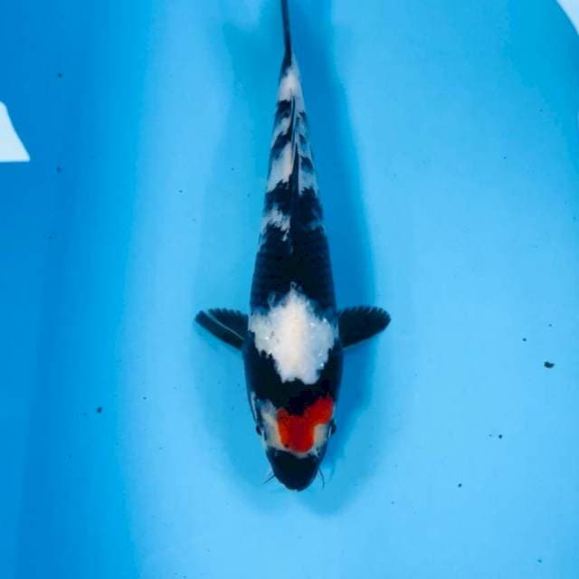 Tancho Showa, 25 cm