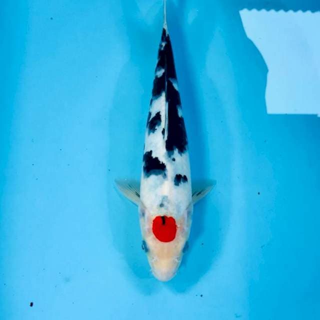 Tancho, 28 cm