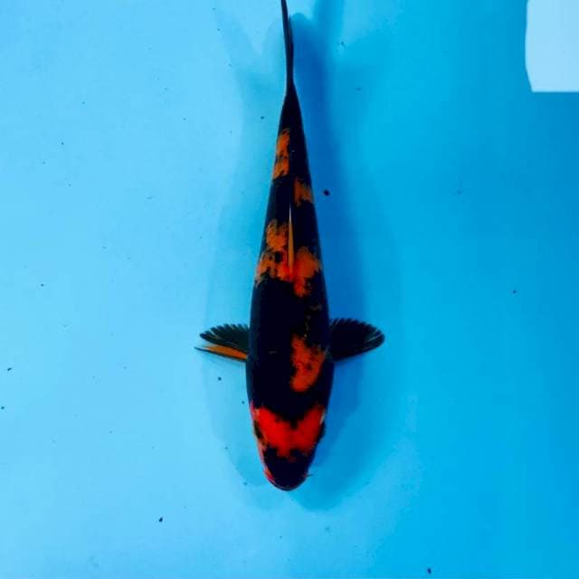 Hi Utsuri, 24 cm
