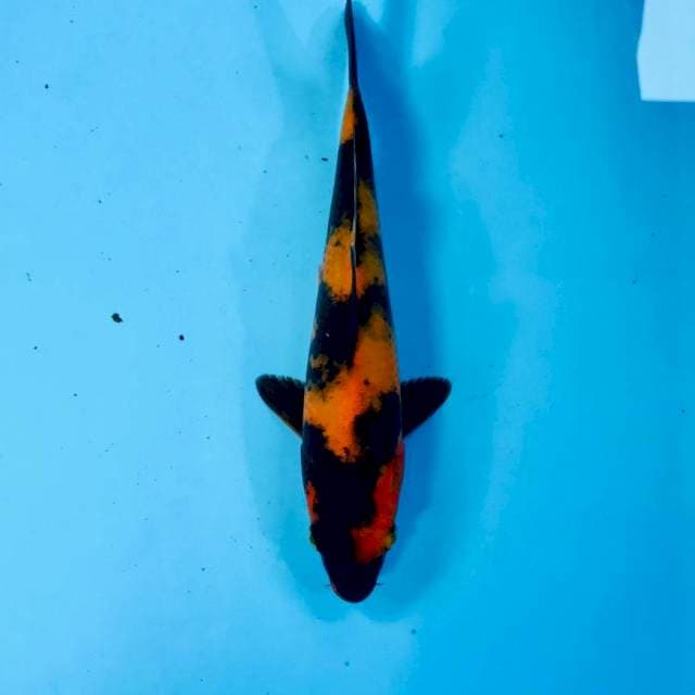 Hi Utsuri, 22 cm