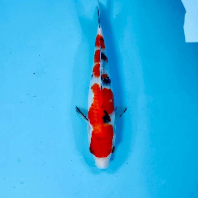 Sanke, 22 cm