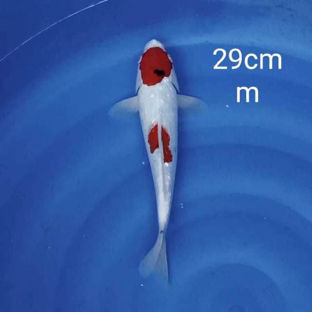 Sanke sederhana ginrin 29cm