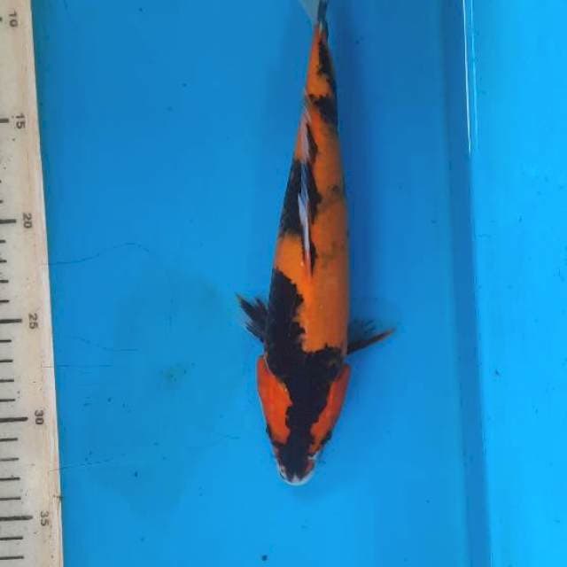 Hi showa 26cm 