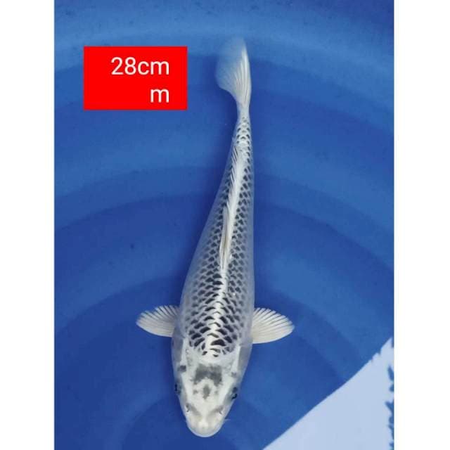 Gin matsuba 28cm