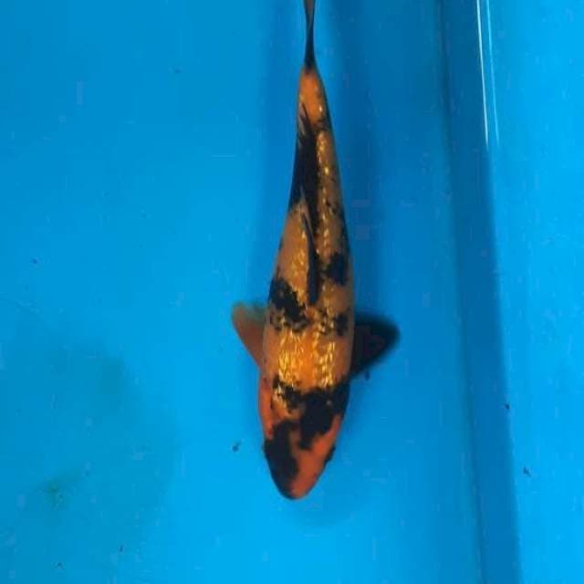 Utsuri ginrin 18cm 