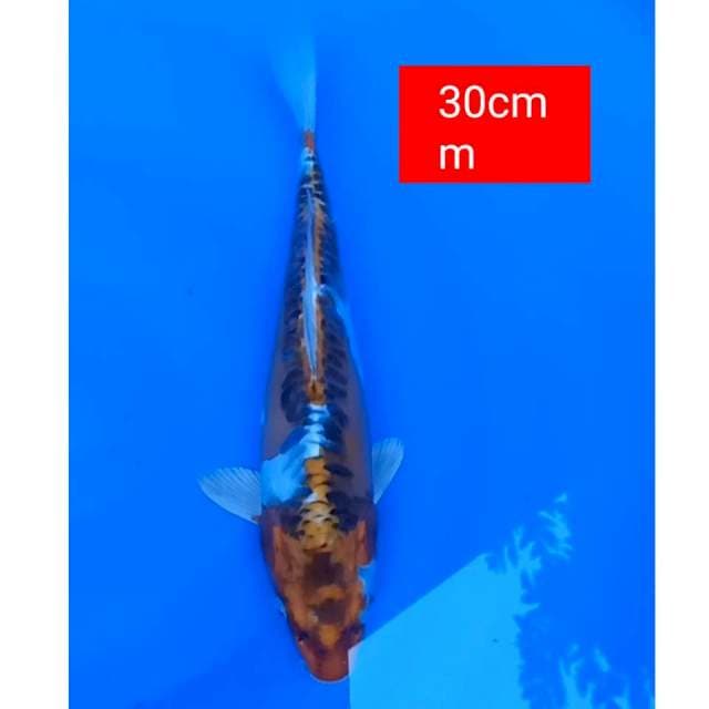Kiko 30cm