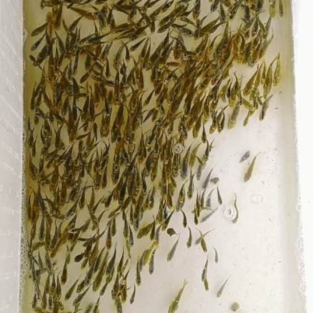 Bibit kikokuryu 3-5cm 500ekor