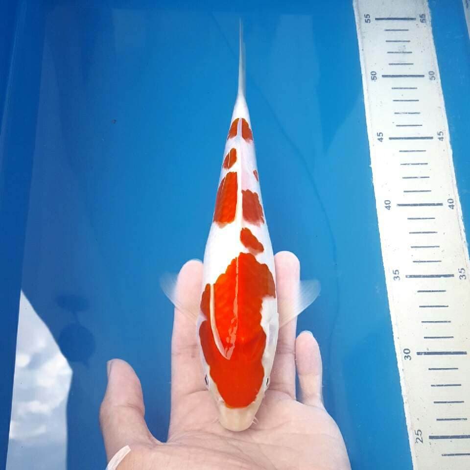 kohaku momotaro
