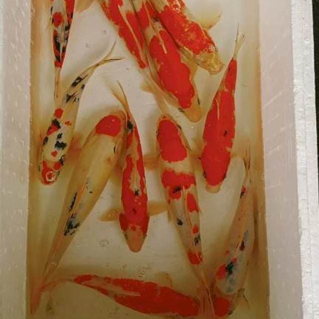 Kohaku sanke 27-35cm 11ekor