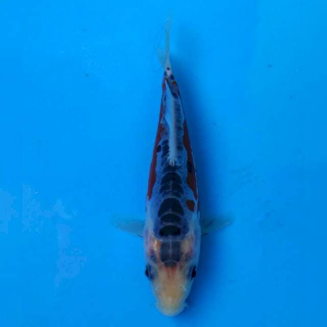 Yamaju Shusui