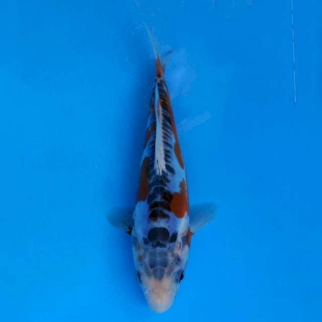 Yamaju Shusui
