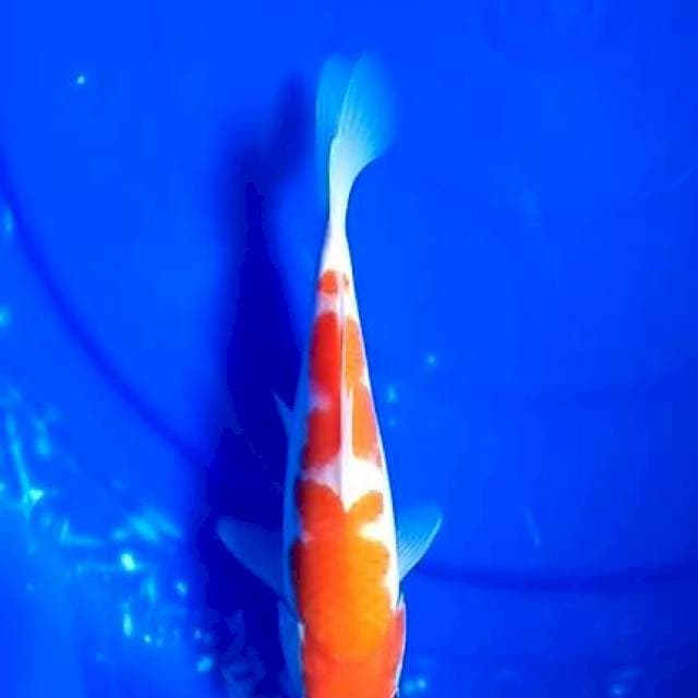 Kohaku 