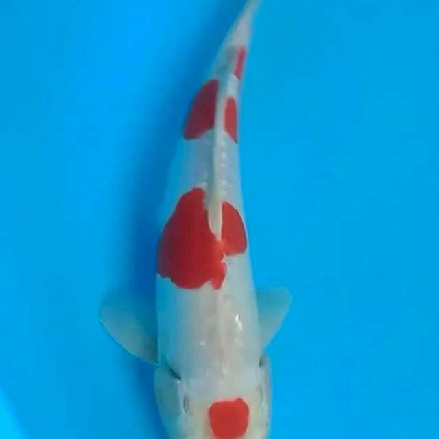 Kohaku hikari 26cm