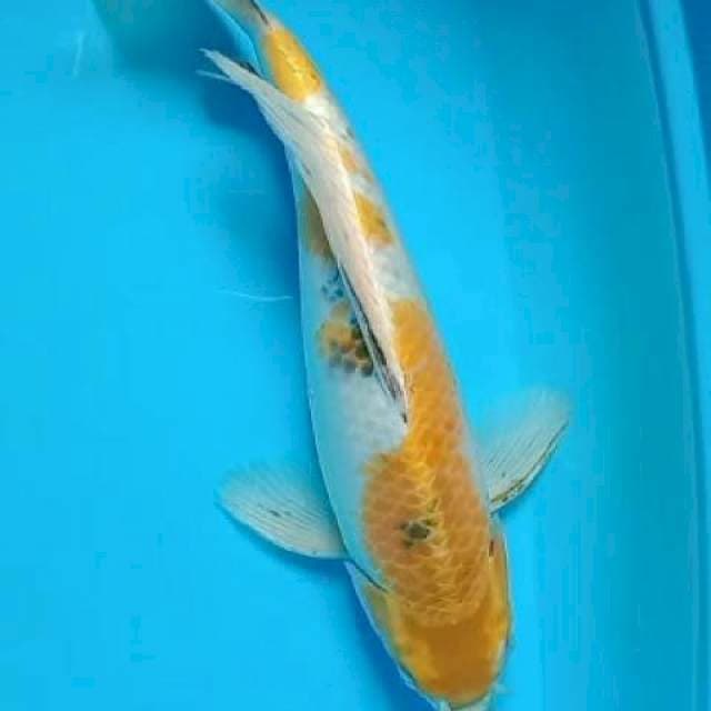 Kumpay jumbo 43cm