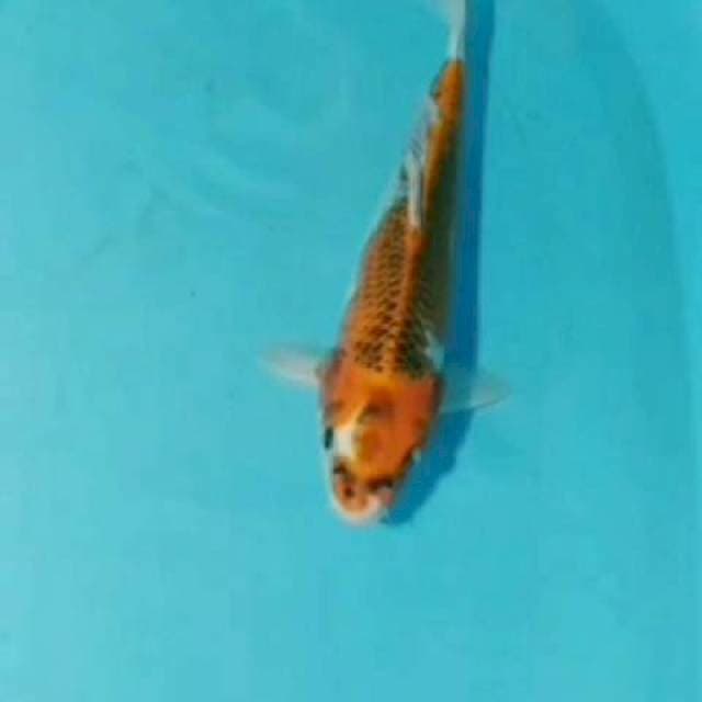 Kujaku 32cm