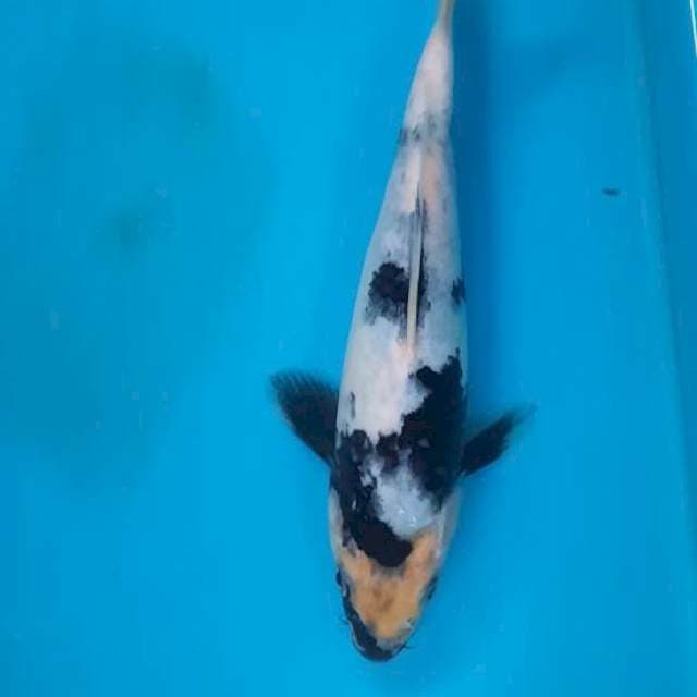 Utsuri 20cm 