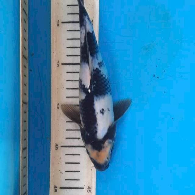 Shiro 23cm