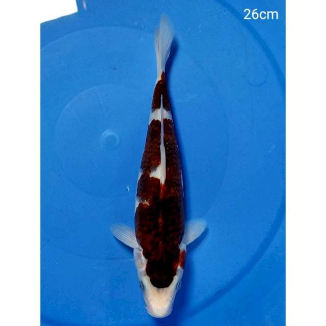 Ori budho goromo 26cm