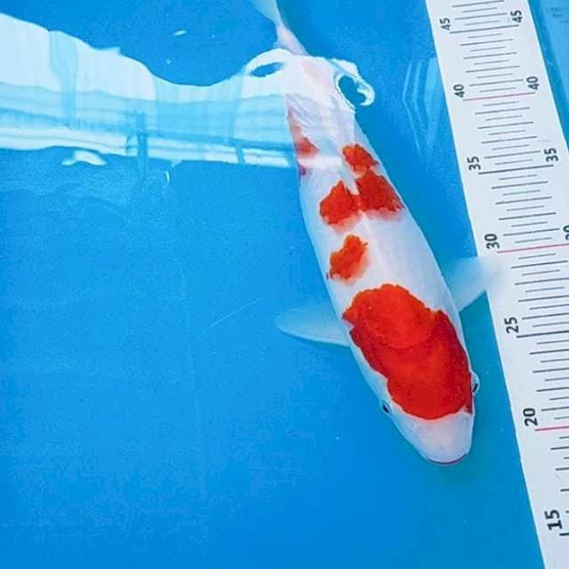 Kohaku F bakat jumbo