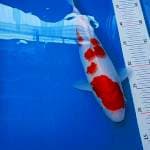 Kohaku F bakat jumbo